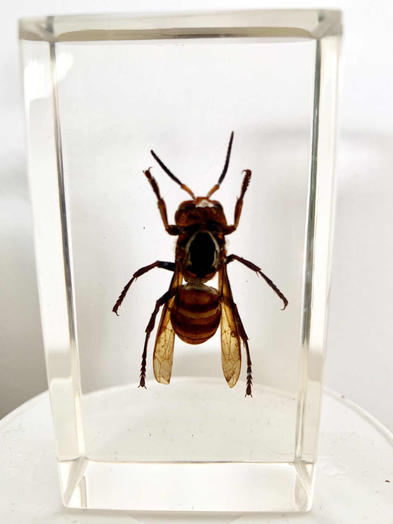 Trio d’insectes sous inclusion de résine N°2