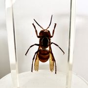 Trio d’insectes sous inclusion de résine N°2
