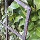 Industrial arched metal window L128xH114 19th century glass roof 2 leaves