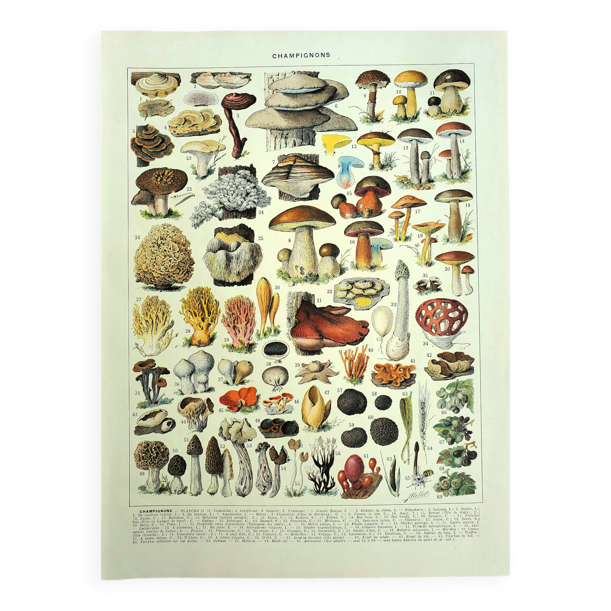 Botanical engraving 1928 A. Millot - Mushrooms 2, picking, mycology
