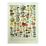 Botanical engraving 1928 A. Millot - Mushrooms 2, picking, mycology