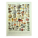 Botanical engraving 1928 A. Millot - Mushrooms 2, picking, mycology