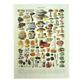 Botanical engraving 1928 A. Millot - Mushrooms 2, picking, mycology