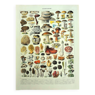 Botanical engraving 1928 A. Millot - Mushrooms 2, picking, mycology