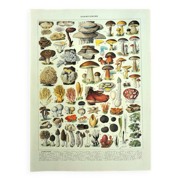 Gravure botanique 1928 A. Millot - Champignons 2, cueillette, mycologie