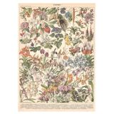 Old plate on greenhouse flowers and plants 1897