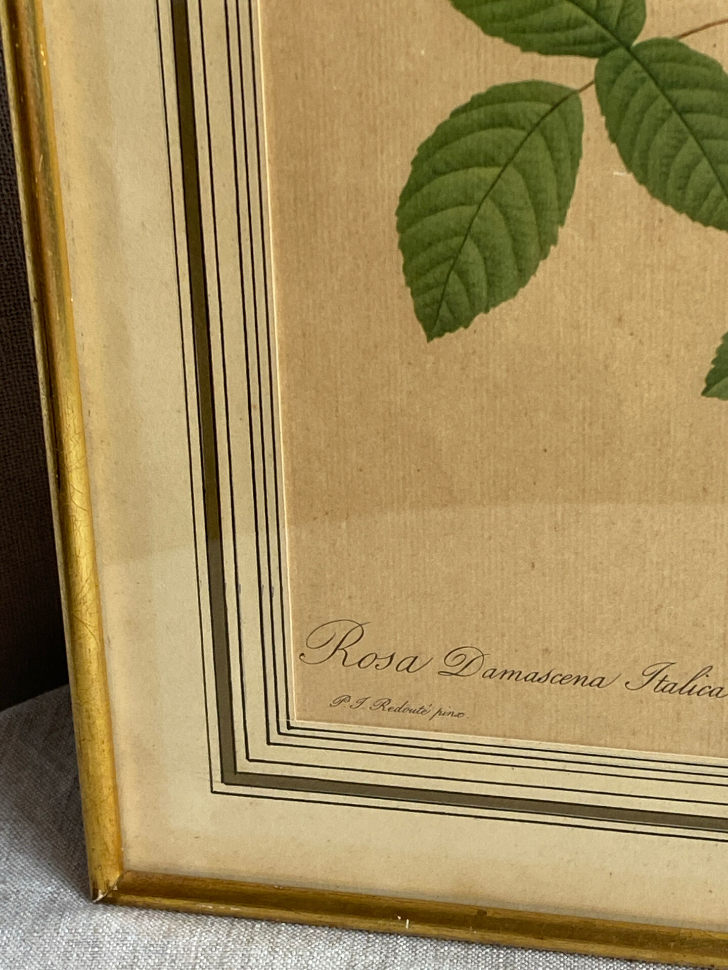 Botanical print, Rosa Damascena, by P-J Redouté