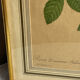 Botanical print, Rosa Damascena, by P-J Redouté