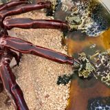Plat crabe