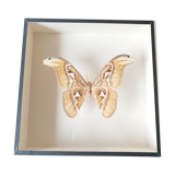Naturalized butterfly frame