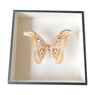 Naturalized butterfly frame