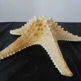 Starfish/diameter 29 cm