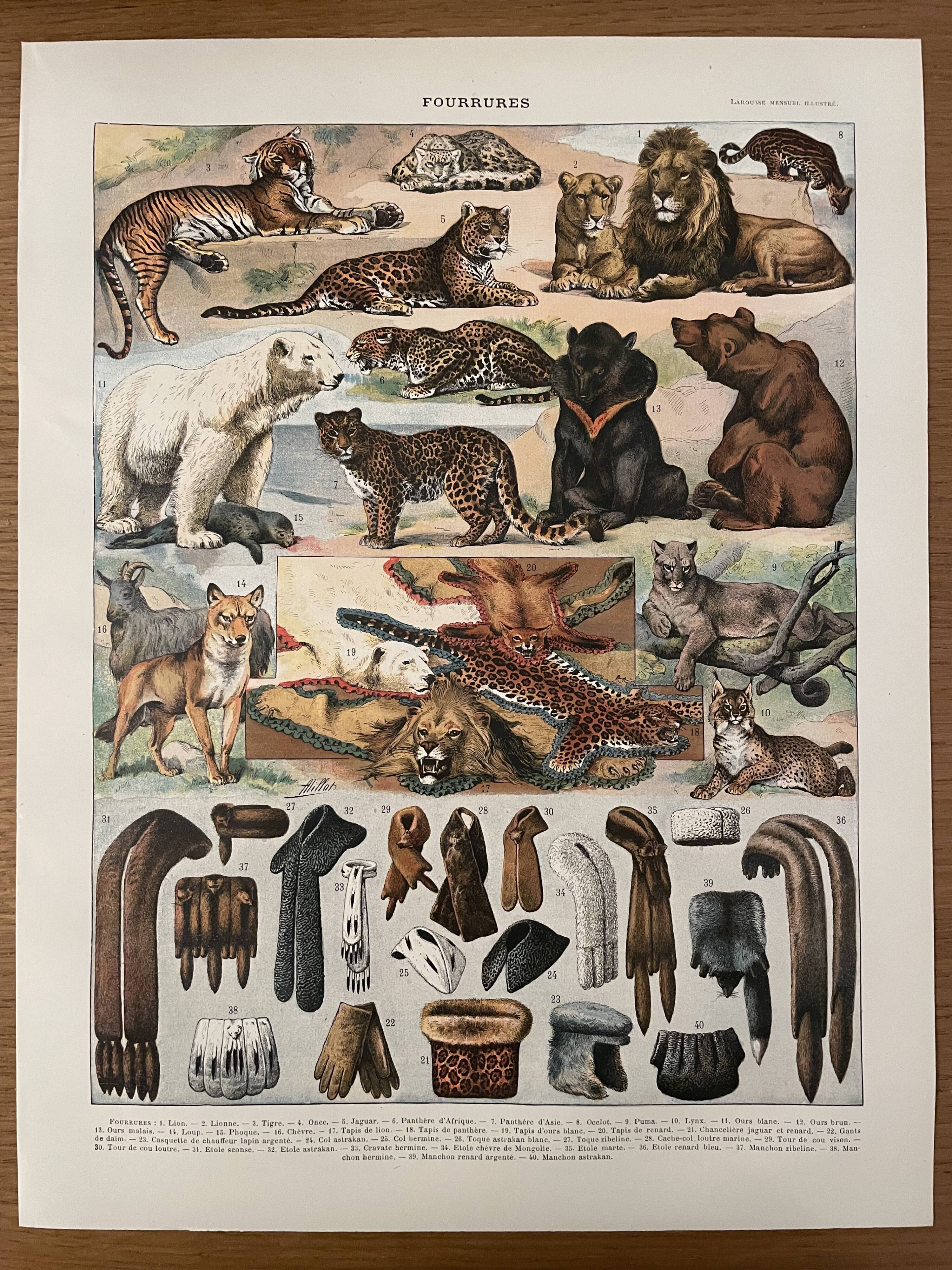 Lithograph engraving on furs from 1907 (lion)