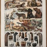 Lithograph engraving on furs from 1907 (lion)