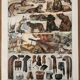 Lithograph engraving on furs from 1907 (lion)