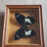 Naturalized butterfly Gambrisius under glass