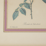 Botanical planks rose roses Dreaded