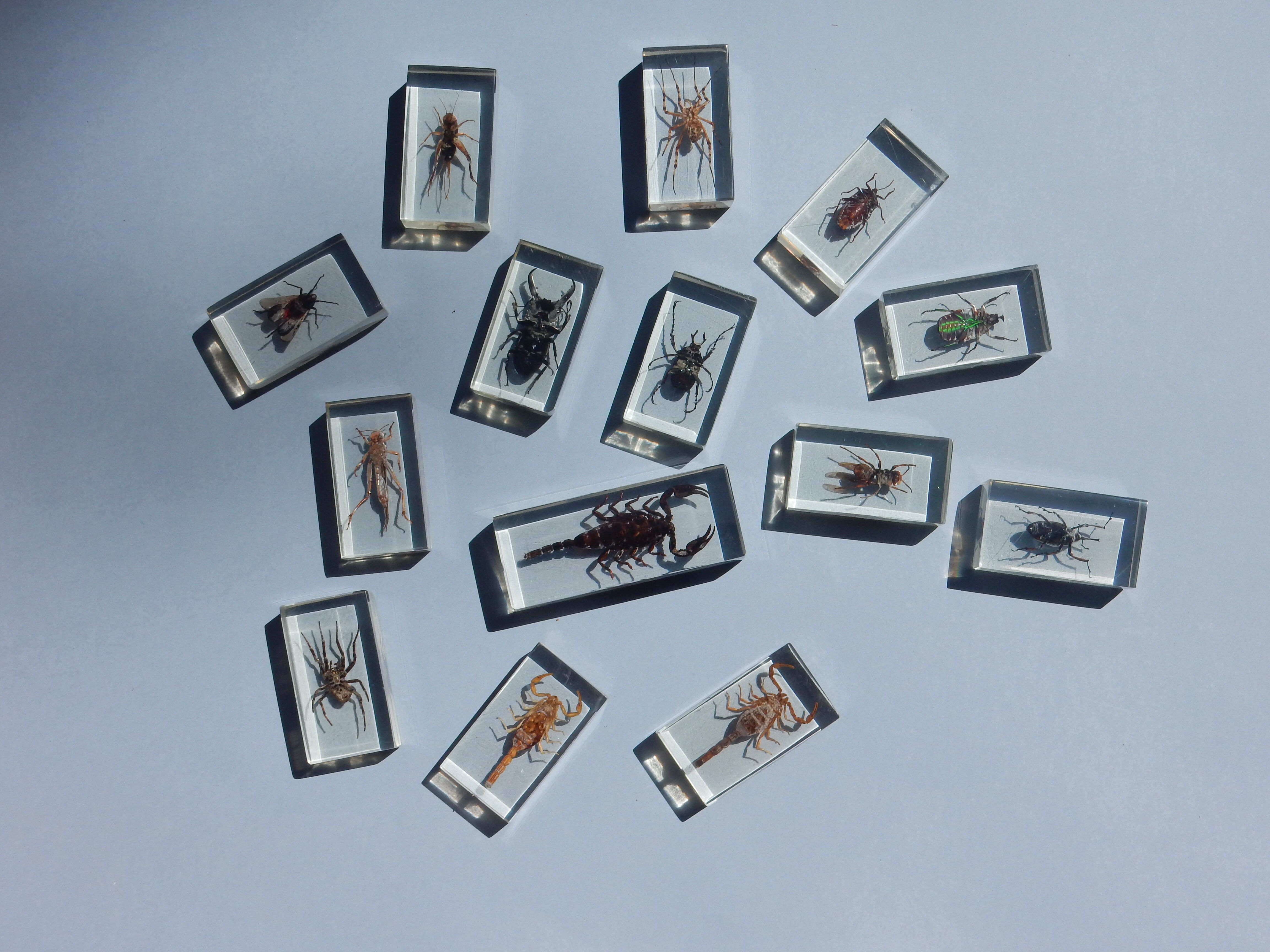 Coffret d'insectes véritables en taxidermie inclusion dans blocs de résine