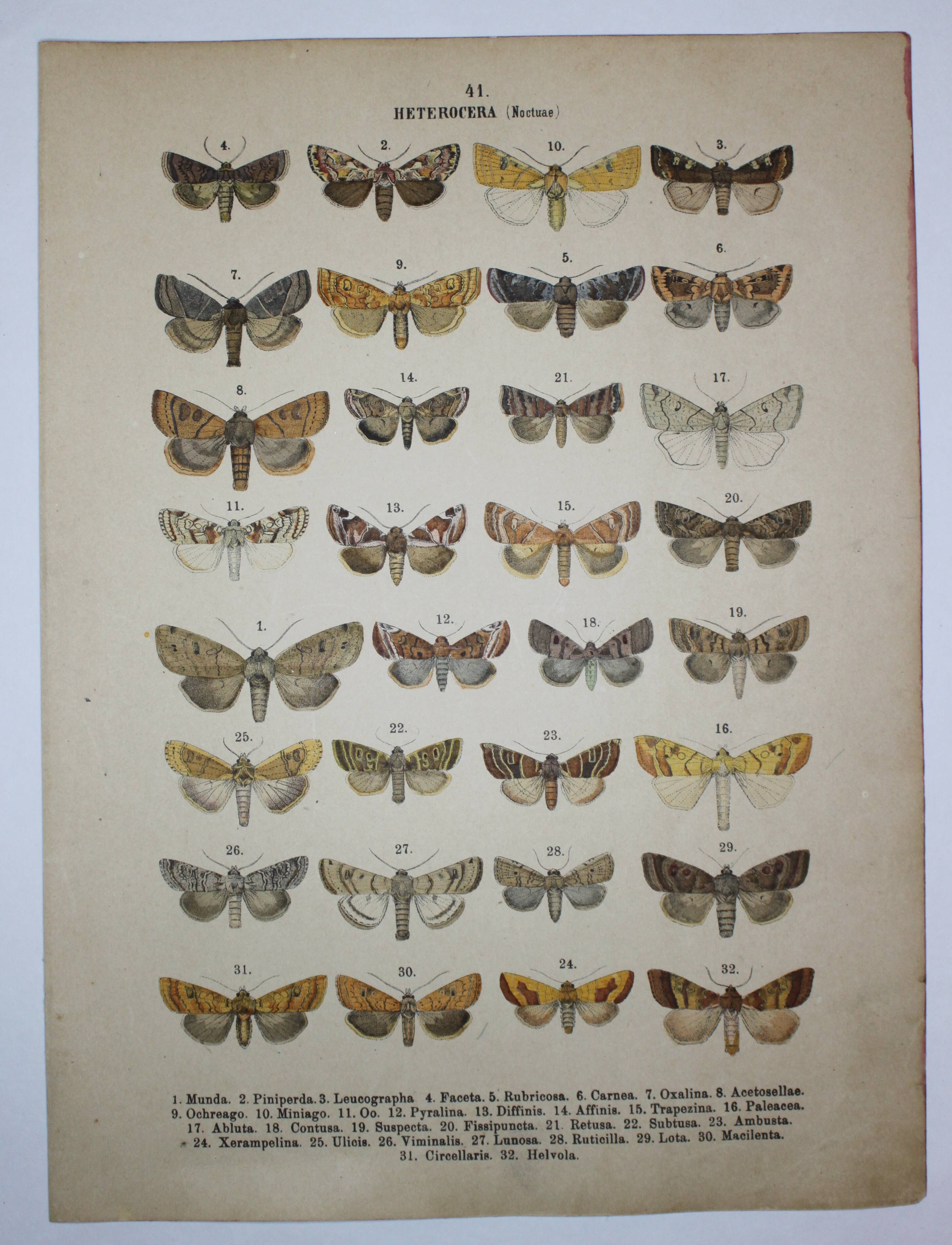 Old engraving of Butterflies - Lithograph from 1887 - Munda - Original illustration