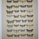 Old engraving of Butterflies - Lithograph from 1887 - Munda - Original illustration