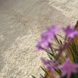 Tapis laine