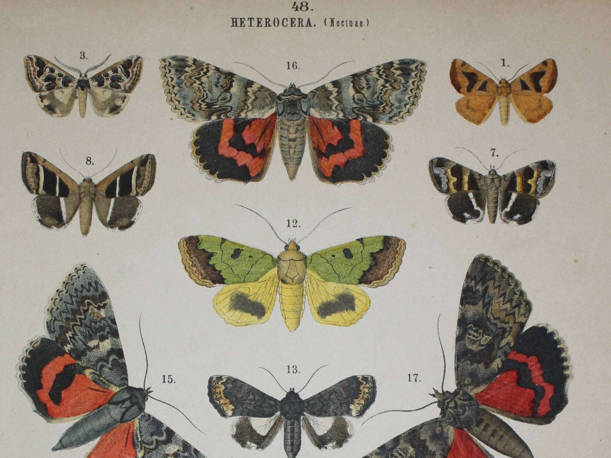 Old engraving of Butterflies - Lithograph from 1887 - Munita - Entomological illustration