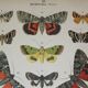 Old engraving of Butterflies - Lithograph from 1887 - Munita - Entomological illustration