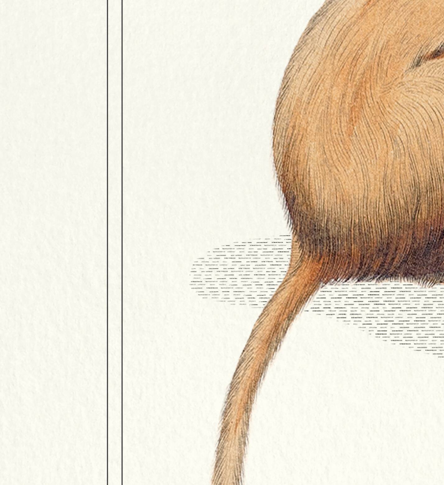 Chimera lithograph engraving animal - the maricoq