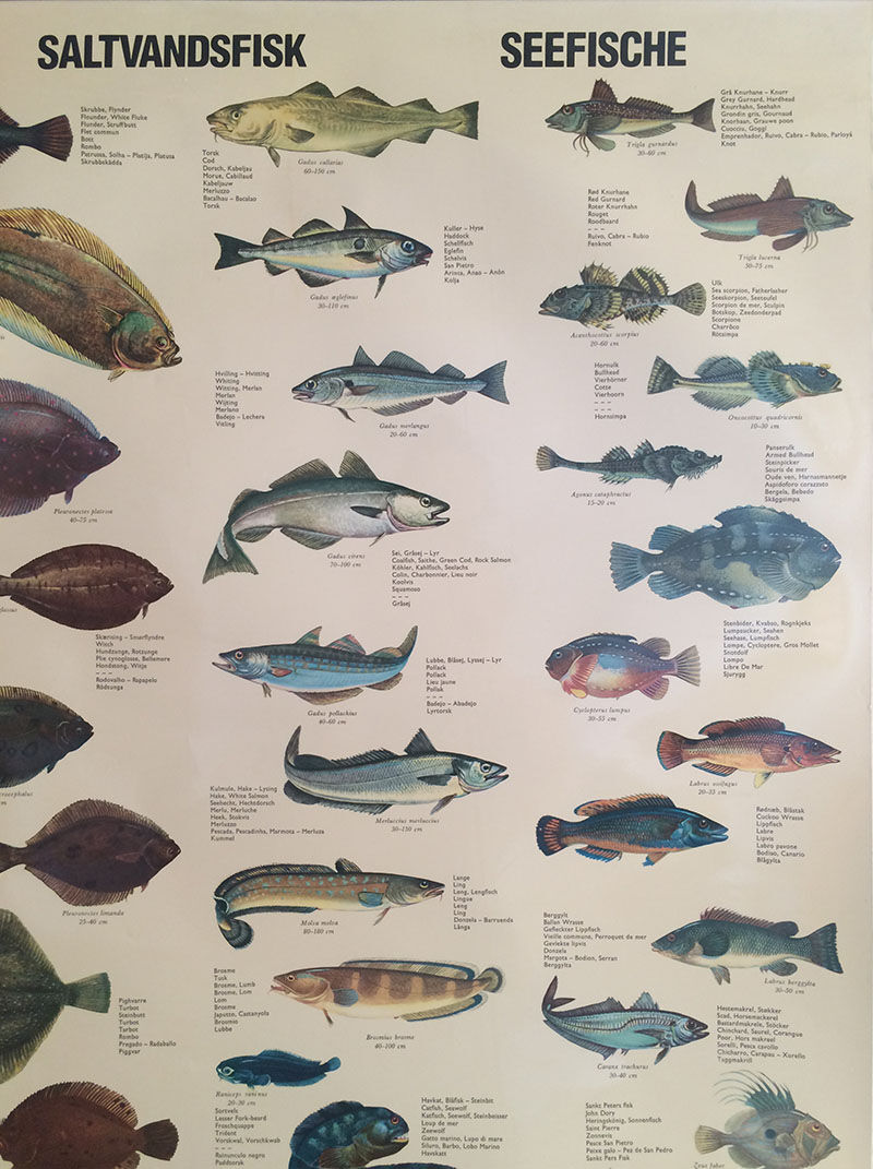 Vintage marine wildlife poster, 80s