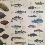 Vintage marine wildlife poster, 80s
