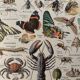Reserved Marine - Set of 3 lithographs on the marine world XX