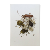 Illustration insectes, planche originale, années 60