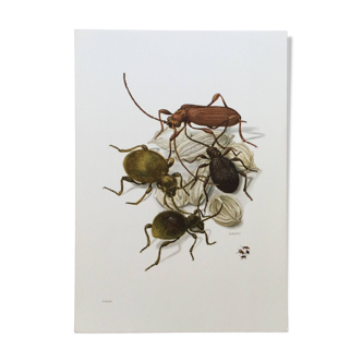 Antique illustration of insects, original plate, 1960s