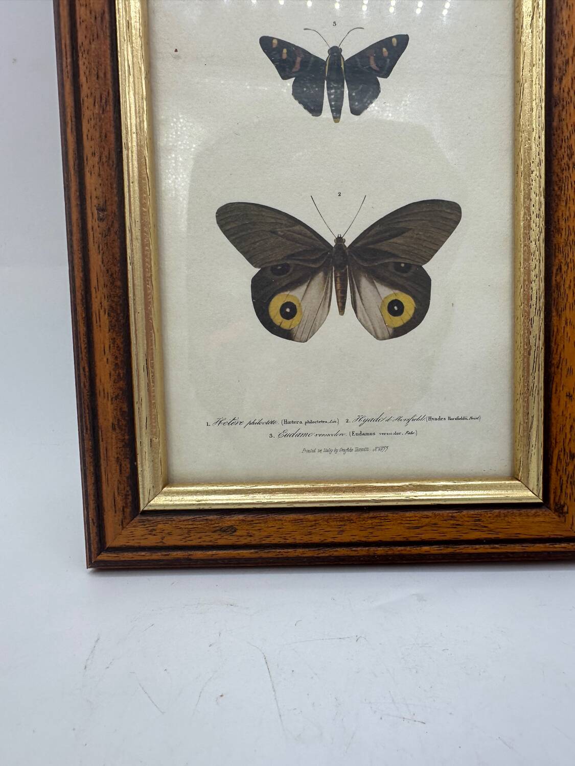 Old butterflies lithograph