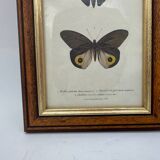 Old butterflies lithograph
