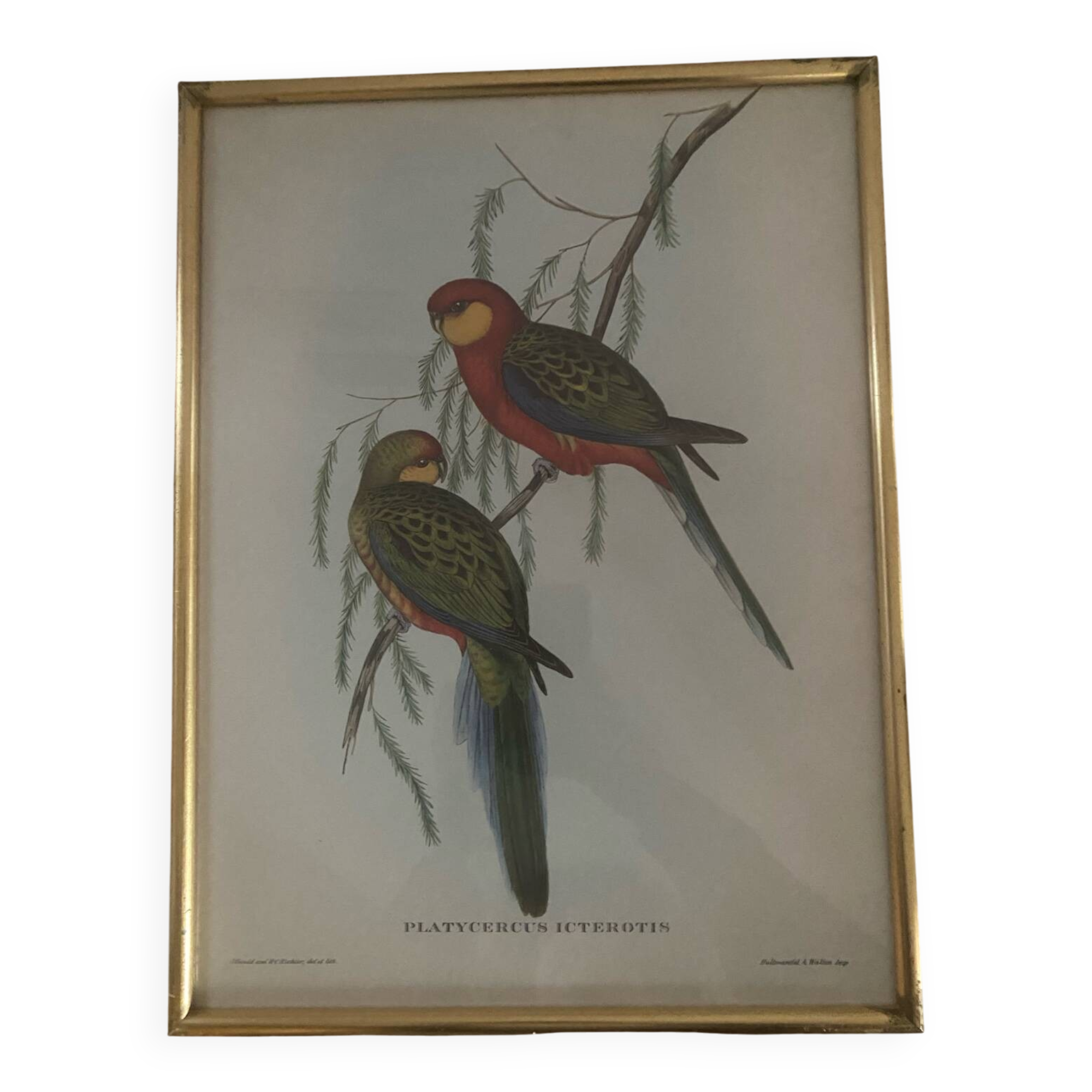 Cadre lithographie Platycercus Icterotis de J Gould & H C Richter