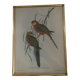 Cadre lithographie Platycercus Icterotis de J Gould & H C Richter