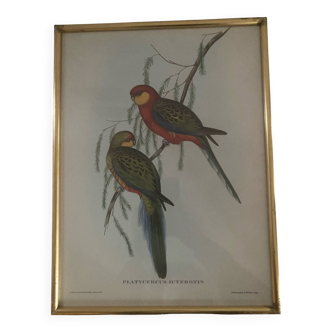 Lithograph frame of Platycercus Icterotis by J Gould & H C Richter.