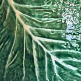 Cabbage leaf salad bowl with slip