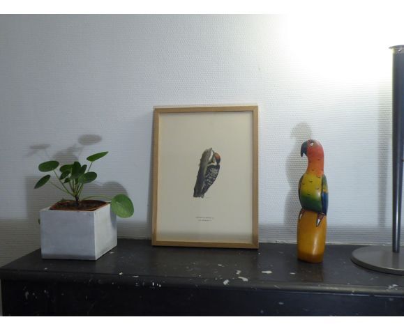 Natural History Color Lithography Pic Épeichette 1929