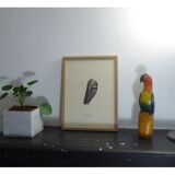 Natural History Color Lithography Pic Épeichette 1929