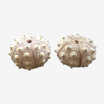 Lot 2 decorative sea urchins