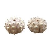 Lot 2 decorative sea urchins