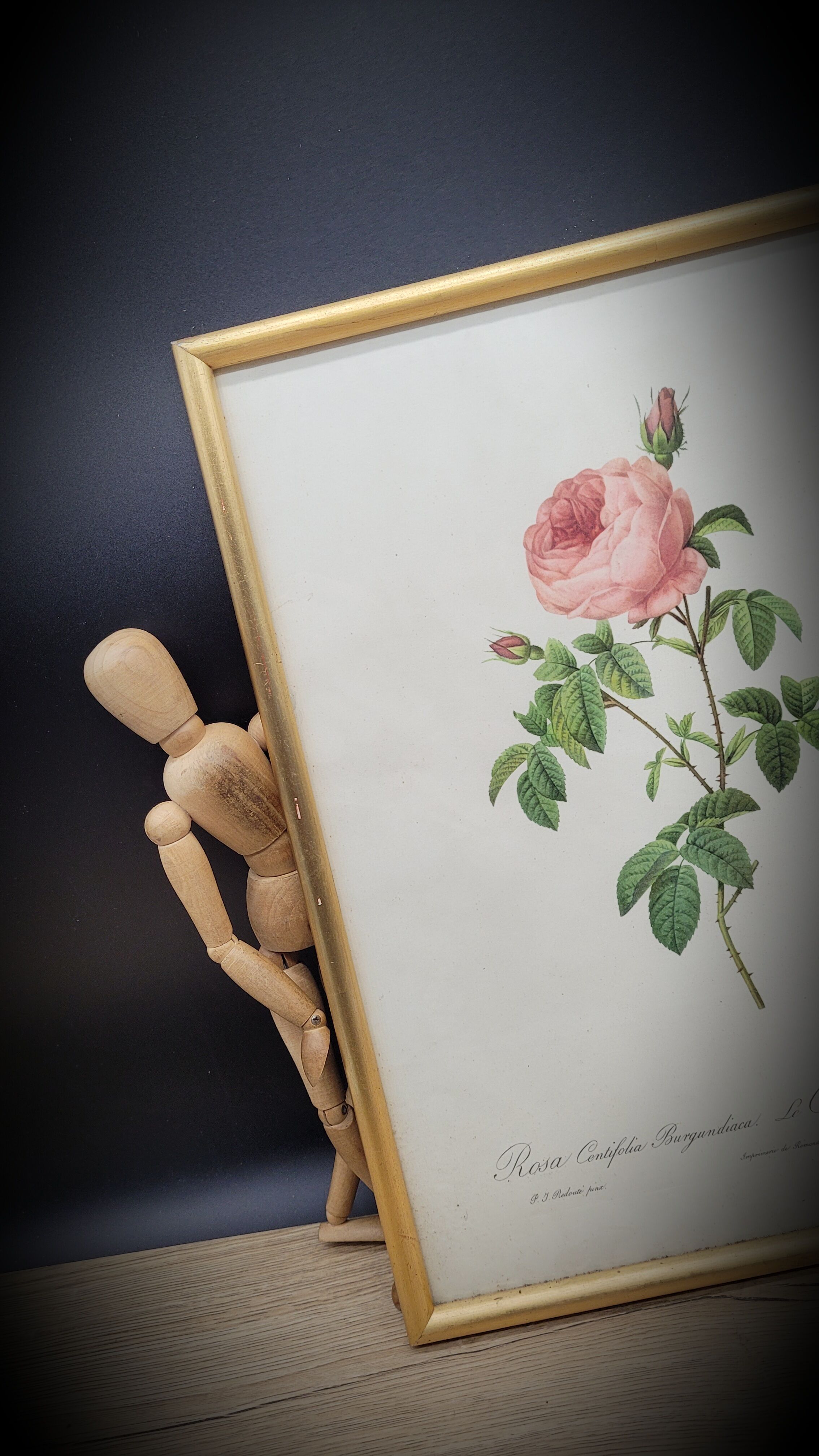 Lithograph under frame Rosier Centfeuilles de Bordeaux