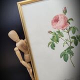 Lithograph under frame Rosier Centfeuilles de Bordeaux