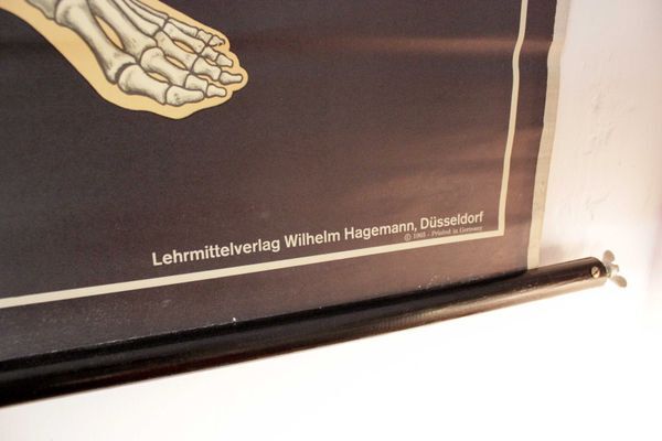 German poster anatomical Hagemann vintage, 1965