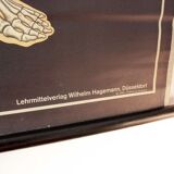 German poster anatomical Hagemann vintage, 1965