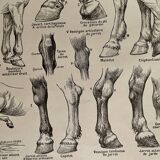 Lithographie gravure sur l'anatomie du cheval de 1921 (tête, croupe, sabots)
