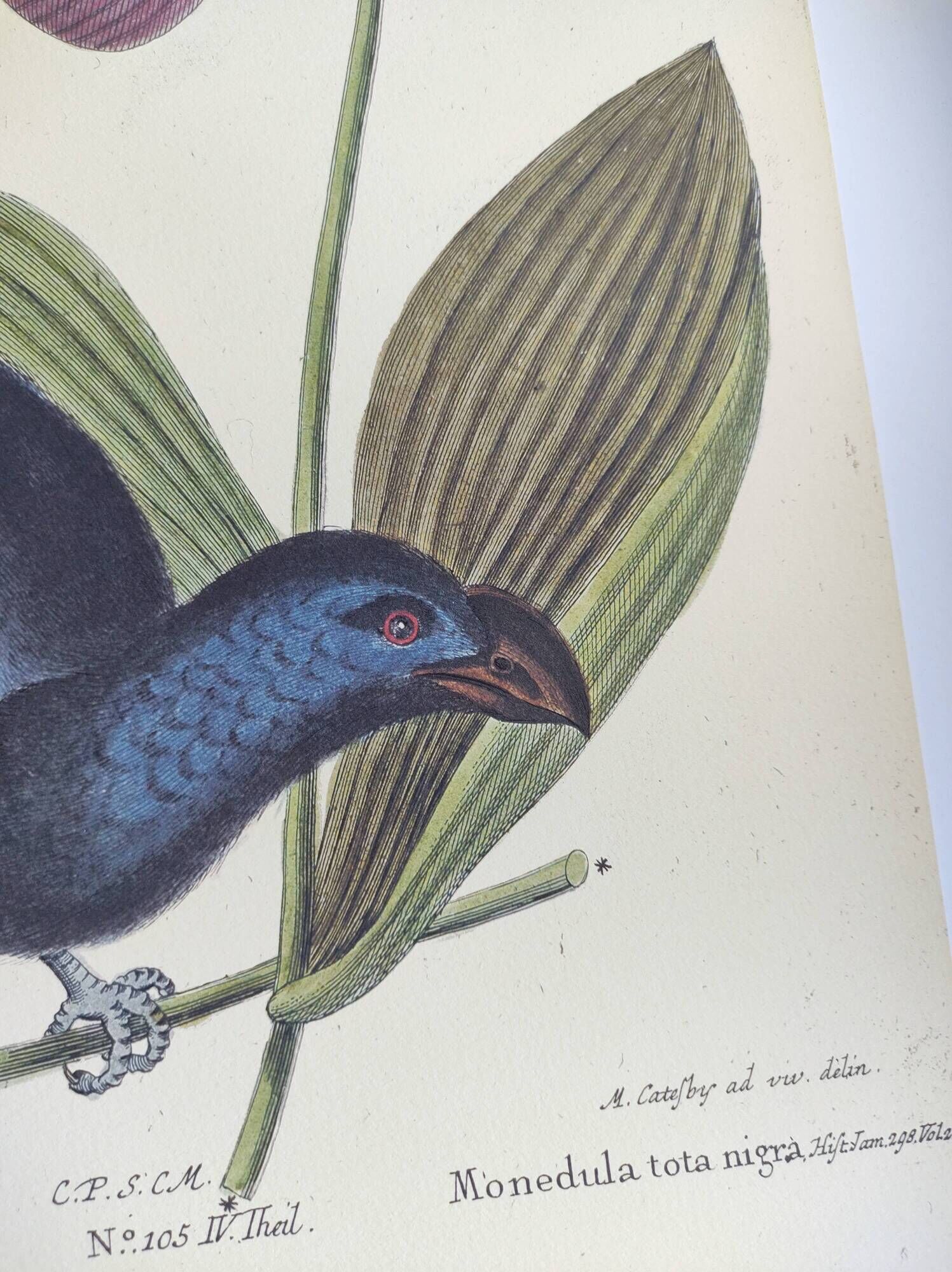 Old bird engraving -Monedula Nigra- zoological illustration by Seligmann & Catesby