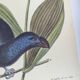 Old bird engraving -Monedula Nigra- zoological illustration by Seligmann & Catesby